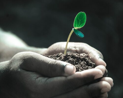 hands holding seedling